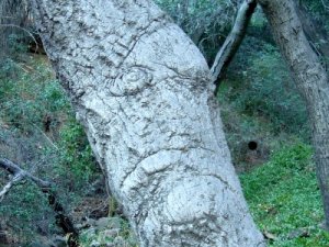 weird face in an oak trunk