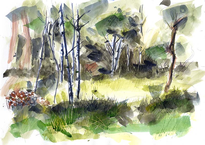 SMALL MEADOW NEAR THE WOODSHED SMALL MEADOW NEAR THE WOODSHED