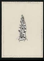 ink on paper, 14 x 17, fish-7, 1999