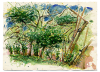 TOPANGA OAKS 1, watercolor on paper, 11.125in by 15.125in, 2008