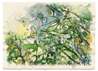 TOPANGA OAKS 4, watercolor on paper, 11.125in by 15.125in, 2008
