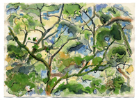 TOPANGA OAKS 5, watercolor on paper, 11.125in by 15.125in, 2008